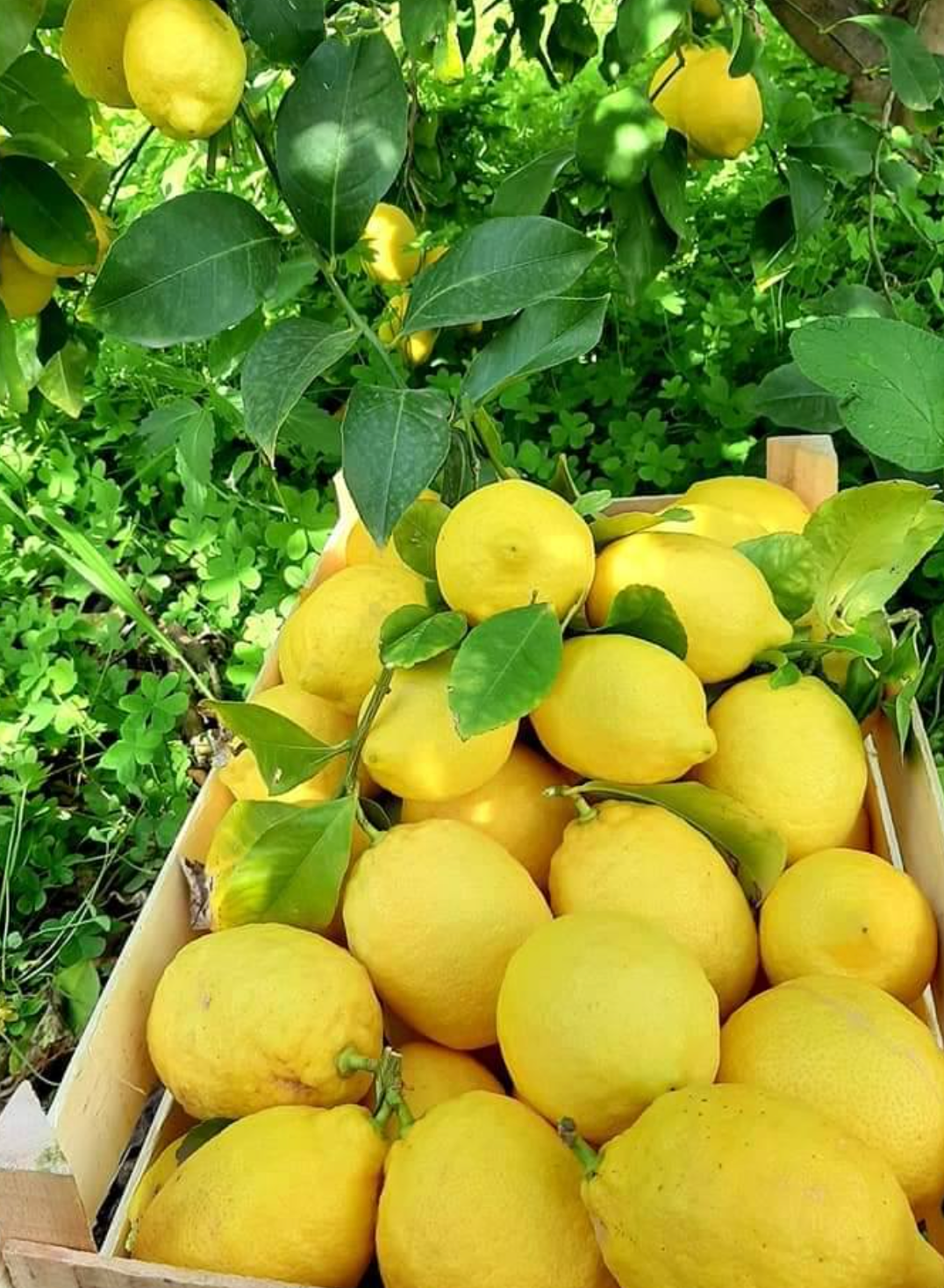 Citróny 0,5kg - Sicílie