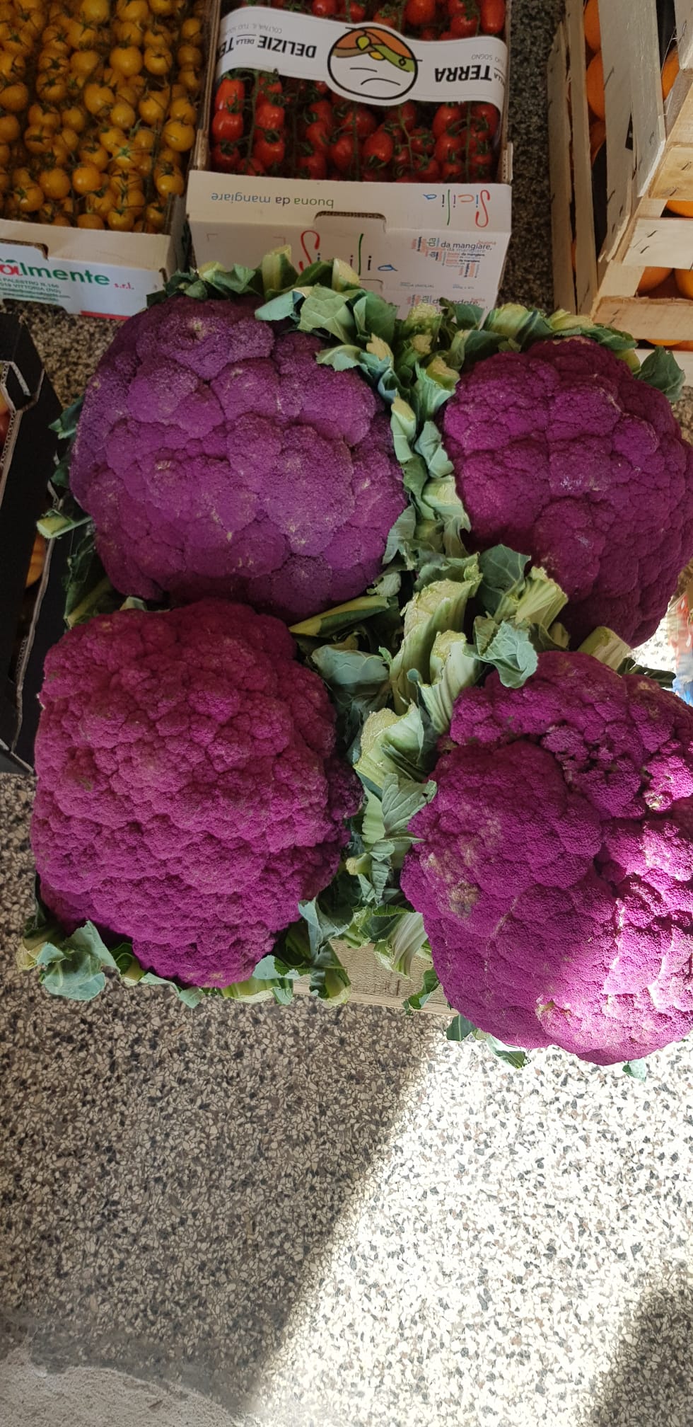 Květák fialový 1,2 kg - Sicílie
