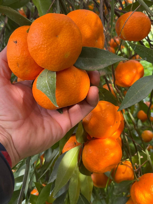 Mandarinky 0,5kg - bez pecek - Sicílie