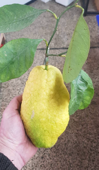 Cedro 0,5kg - Sicílie