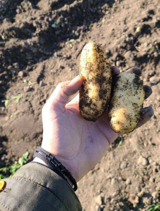 Brambory nové 0,5kg - Sicílie